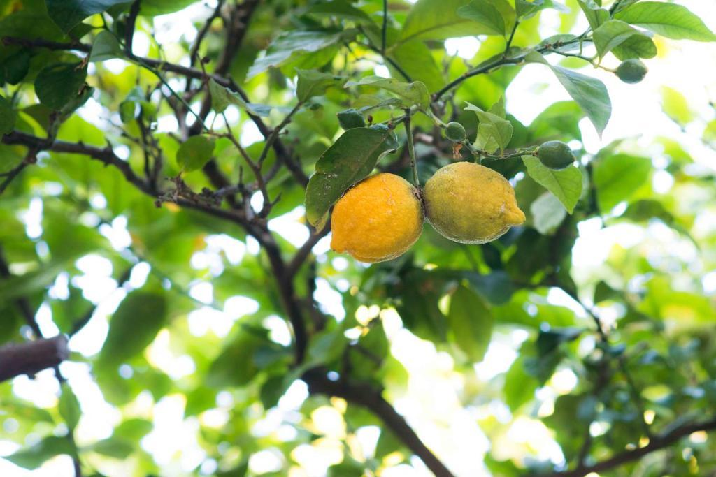 B&B L'Albero Dei Limoni Portoscuso Bagian luar foto